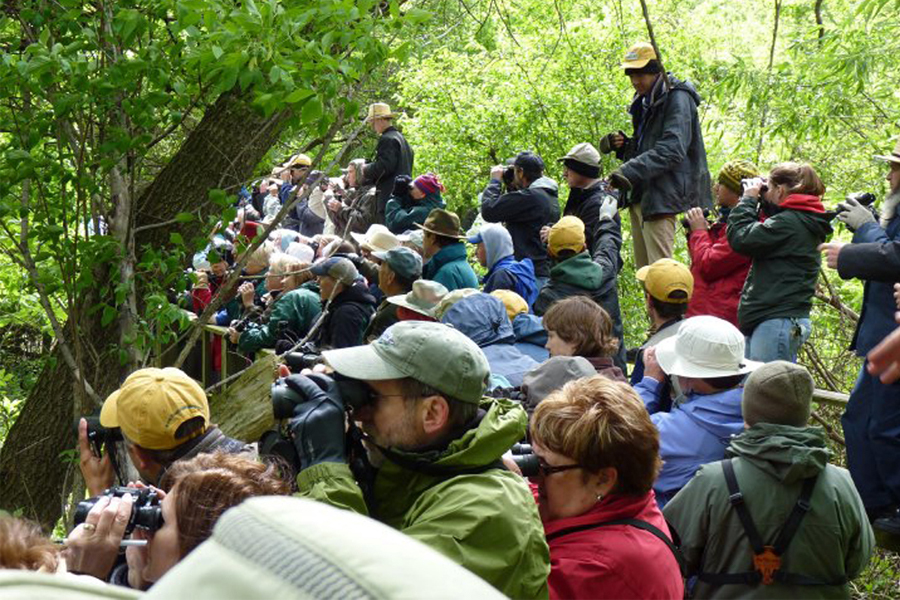 Experience the Phenomenon of Bird Migration at the Black Swamp Bird Observatory!