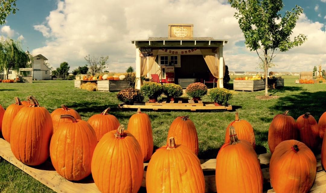 Explore the Pumpkin Patches Around Toledo, Ohio: An Adventure-Filled Fall Day!