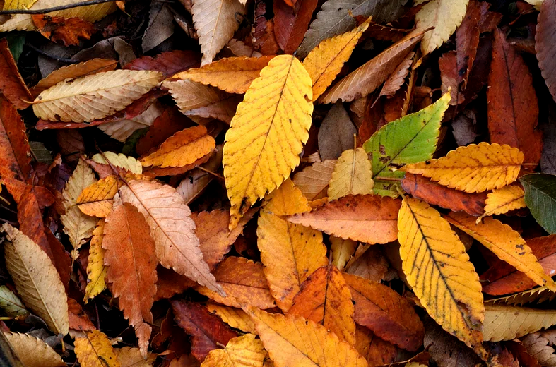 Autumn Splendor: Celebrating Toledo’s Leaf Collection Season