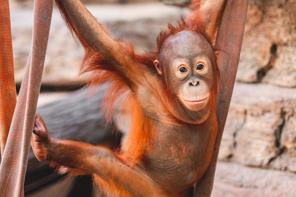 Explore the Incredible Animal Diversity at Toledo Zoo!